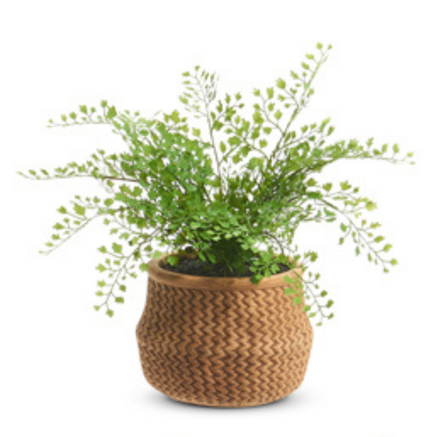 Potted Ferns in Basket, 15"
