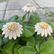Ceramic Daisy on Stem