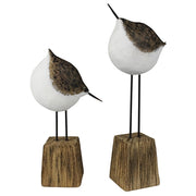 Wood Morrey Birds