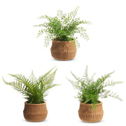 Potted Ferns in Basket, 15"