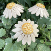 Ceramic Daisy on Stem