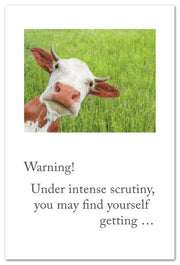 Intense Cow Stare Feel Better Card