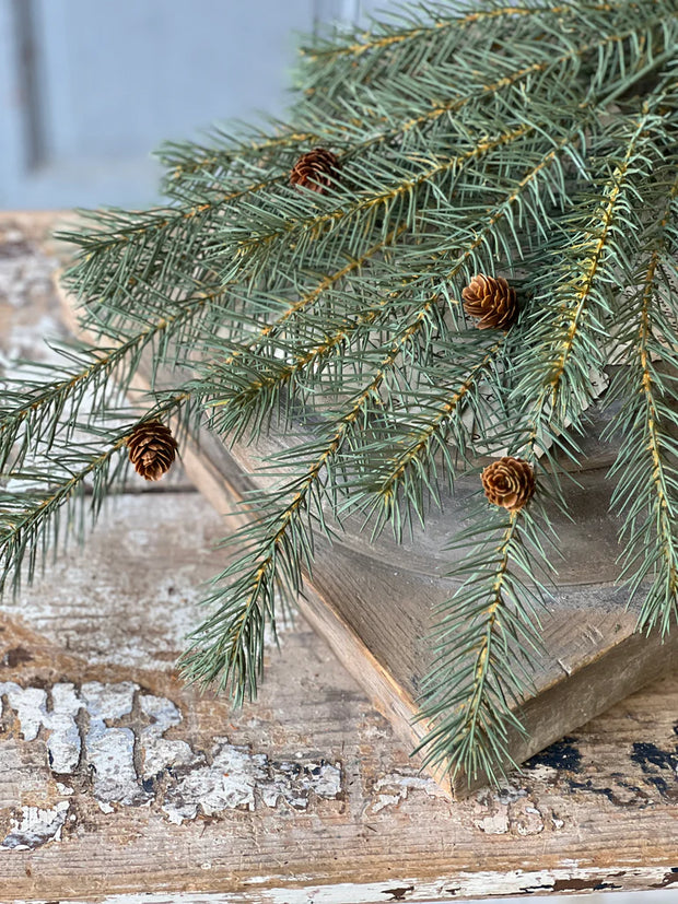 25" Limber Pine Bush