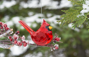 Elegant Cardinal Acrylic Ornament