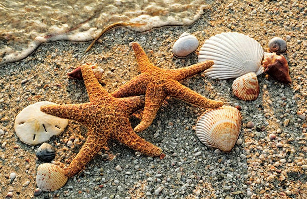 Starfish Pair Anniversary Greeting Card