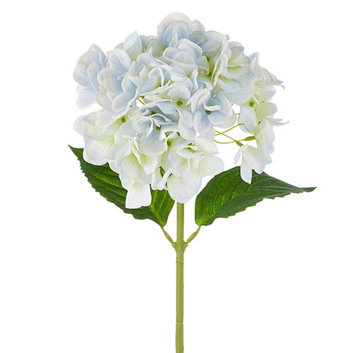 Light Blue Hydrangea